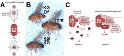 PATs and SNATs: Amino Acid Sensors in Disguise